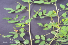 Indigofera parviflora